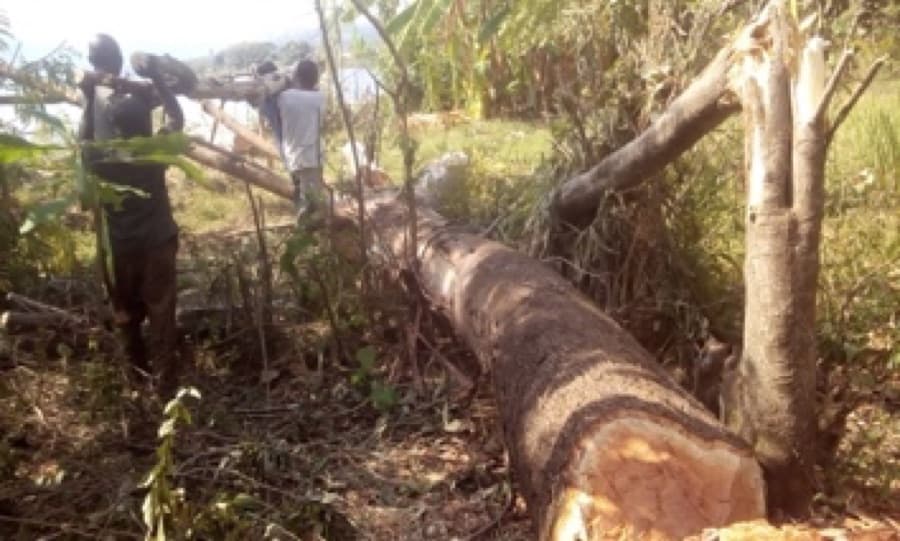 Bois coupé illustrant la pression humaine sur les arbres