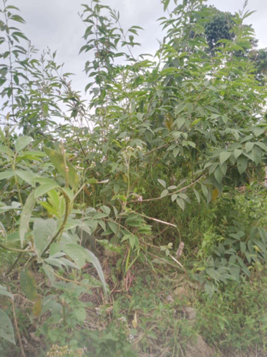 Culture ENKURUSENYI dans un champ