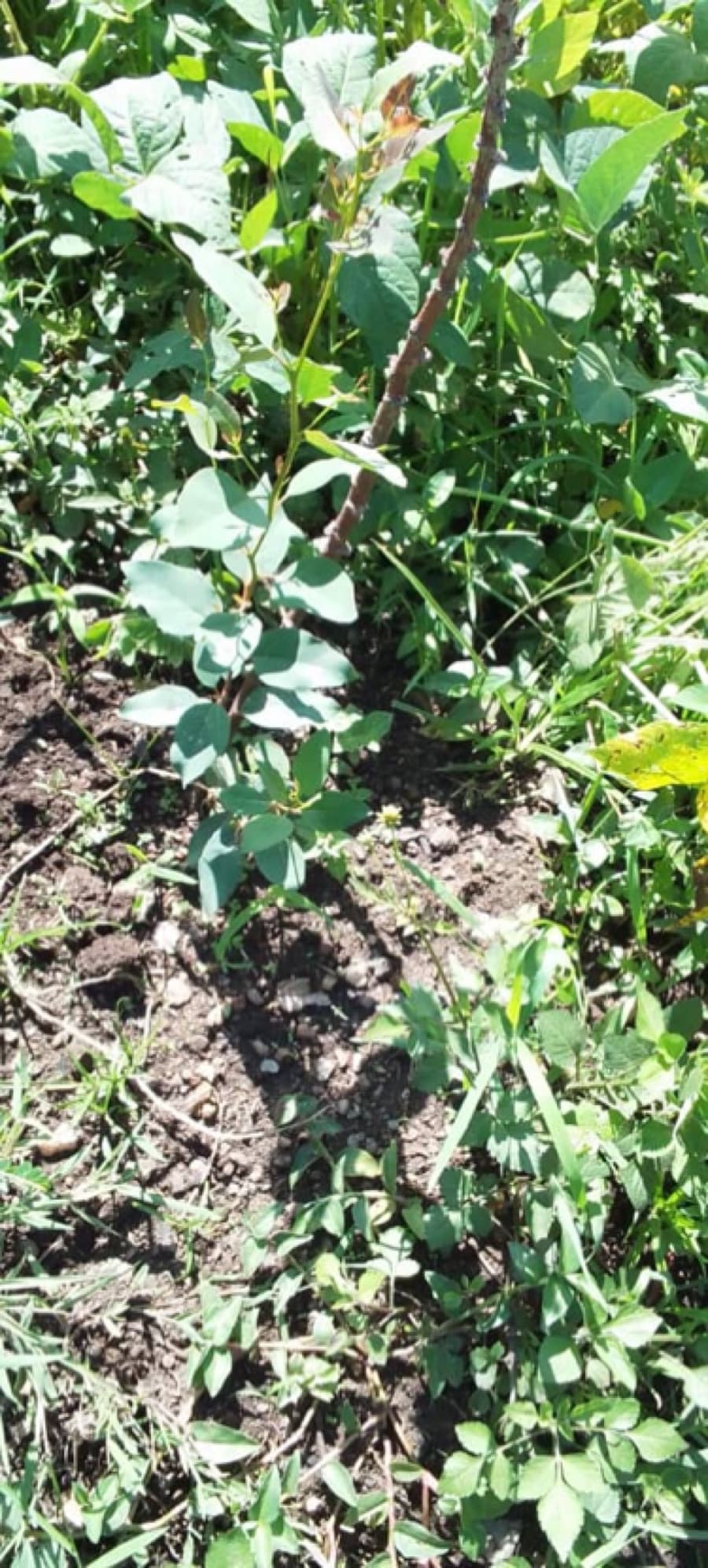Jeune eucalyptus planté sur un terrain impropre à l’agriculture