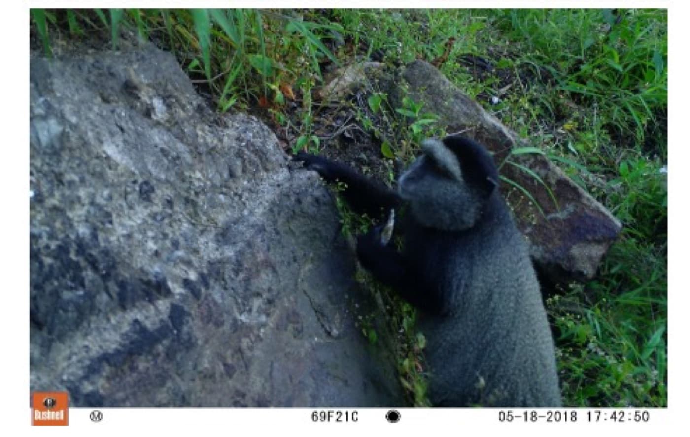 Singe bleu dans la réserve forestière de Nyamusisi