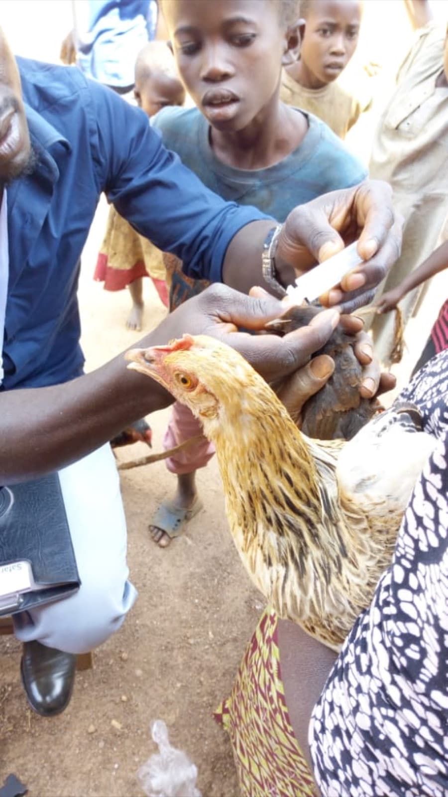 Vaccination communautaire des volailles